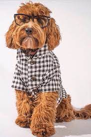 Coffee machine brands australian cattle puppies for adoption. Gingham Button Down Collared Black White Checkered Plaid Dog Shirt By Dog Threads Cute Dog Clothes Dog Shirt Cute Dogs