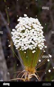 Image result for Eriocaulaceae