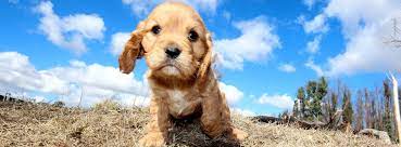 The cavapoo is not a purebred dog. Cavapoo Breeders By State The Complete List For 2021