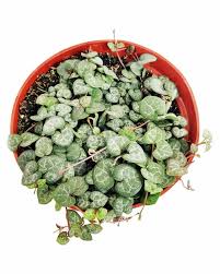 Image result for Ceropegia circinata