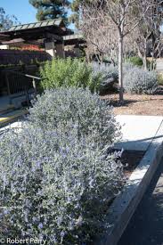 Image result for Teucrium
