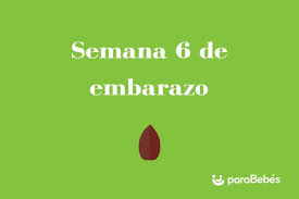 La velocidad de sus latidos es normal para esta etapa gestacional. Semana 6 De Embarazo Sintomas Desarrollo Cambios Y Cuidados