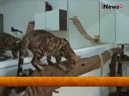 Kucing bengal adalah salah satu kucing hutan yang unik, seperti macan. Kucing Bengal Leopard Sangar Tapi Bersahabat Wajah Indonesia 10 08 Youtube