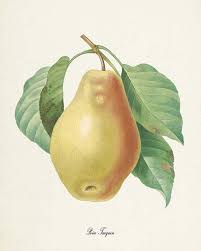 Pear Botanical Print Wall Art Fruit Print Kitchen Art Etsy Pear Art Botanical Prints Fruit Print