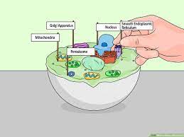 Plant cell project models 3d animal cell project. 4 Ways To Make A Model Cell Wikihow