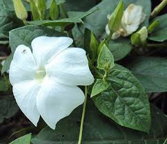 Image result for Thunbergia crispa