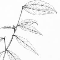 Image result for Rinorea ferruginea