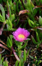 Image result for Carpobrotus