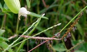 Image result for Ischaemum afrum