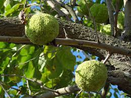Maybe you would like to learn more about one of these? Osage Apple Orange U S National Park Service