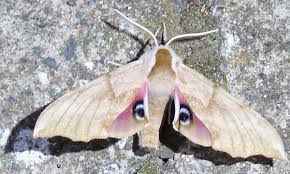 We did not find results for: One Eyed Sphinx Moth Smerinthus Cerisyi Bugguide Net