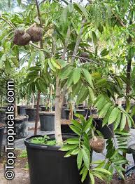 Image result for Annona reticulata