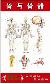 human skeleton bones figure queen flipchart flipchart