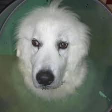 Kitty ear surgery and recovery