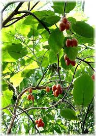 Baumtomate Tamarillo Cyphomandra Betacea Gunstig Online Kaufen Mein Schoner Garten Shop Baumtomate Pflanzen Gartenpflanzen
