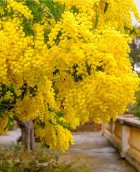 Image result for Acacia dealbata