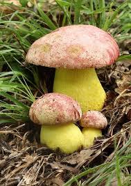 Boletus Regius Pilze Farn