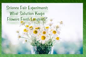 Most flowers are good choices for science projects because they're almost all fast growing, even from seed. Easy Flower Science Fair Project Wehavekids