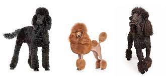 Hair was left intact around the chest and joints only to protect the poodle's organs and prevent injury. Poodle Haircuts Styles Expert Groomer Explains