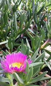 Hottentot Ice Plant Carpobrotus Edulis Succulent Perennial Ground Cover Available In Many Colors Good For C Perennials Plants Flowering Succulents