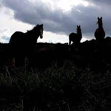 Friendly Wild Horses Hillgotnoname Randomnevadaplaces Flickr