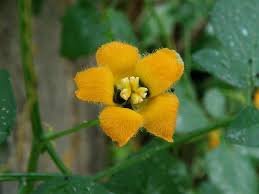 Image result for Momordica boivinii