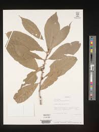 Image result for Rinorea ferruginea