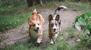Cardigan Welsh Corgi Vs Pembroke Welsh Corgi What S The Difference