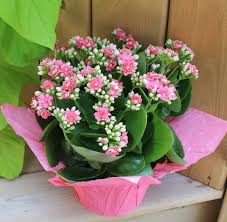 Pin Em Tipos De Flores