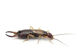 Looking for a lawn care or pest control company in central florida? Alliance Pest Services Pest Control Sarasota Complete Pest Solutions