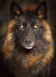 Beautiful Black And Brown Wolf Pin By Wava Butler On Wolves 2 Wolf Dog Wolf Beautiful Wolves