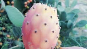 The arabian desert covers the arabian peninsula, and includes countries such as saudi arabia, yemen, and oman. Cactus In The Arabian Desert Youtube