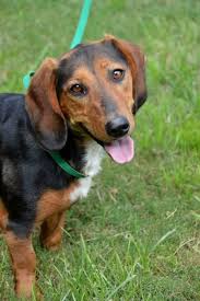 Black And Tan Dachshund Beagle Mix Adopt Hanna Local On Petfinder Black And Tan Dachshund Dog Love Dogs