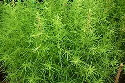 Image result for Baissea viridiflora