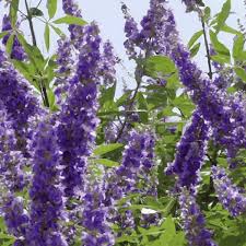 Image result for Vitex amaniensis