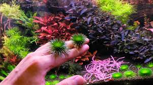 Image result for Eriocaulon buchananii