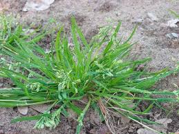 Common lawn weeds weeds in lawn garden weeds purple flowering tree flowering trees the lawn expert at diy network show you easy tricks and techniques for dealing with lawn weeds. What Are Those Weeds In My Lawn Crewcut Lawn Garden