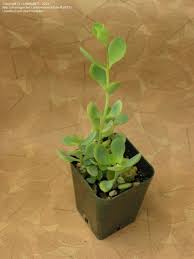 Image result for Kalanchoe rotundifolia