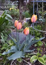 Check spelling or type a new query. How To Get Your Tulips To Bloom Again Next Year The Fabulous Garden