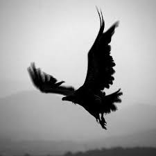 Crow Wallpaper 2 Download Apk Free For Android Apktume Com Download, share or upload your own one! crow wallpaper 2 download apk free for