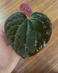 Image result for Nervilia petraea