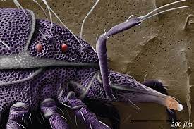 Symbiosis or symbiotic relationships are interactions between different species. Meet The Mite The Tiny Bugs In Your Mattress Your Tea And On Your Face Pbs Newshour