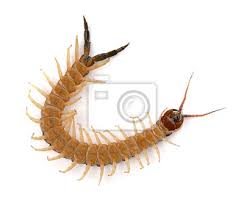 Nie wiem dokładnie, co oznacza to q, ale nijak ma się to poprawnej pisowni języka polskiego. Stonoga Na Bialym Tle Fototapeta Fototapety Stonoga Skolopendra Stawonogi Myloview Pl