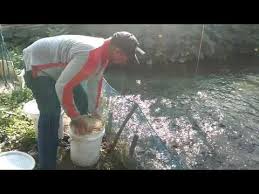 Hasil Fermentasi Ampas Tahu Setelah Satu Minggu Pakan Ikan Fermentasi Ampas Tahu Youtube Di 2020 Ikan Minggu Instrumental