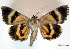 Image result for Microchloa afra