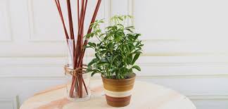 Our article tells you a bit about it with care instructions and tips to help you get the most from your plant. Schefflera Costa Farms