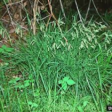 Image result for Carex runssoroensis