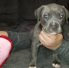 Gorgeous baby pitbull puppy dog (head tilted) poster by christy carlson. Pitbull Puppies Gotti American Pit Bull Terrier Puppies Facebook