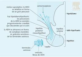 Sintesis Y Almacenamiento De La Hormona Antidiuretica Knowledge Neuro Paramedic