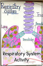 Respiratory System Activity Respiratory System Activities Respiratory System Body Systems Worksheets